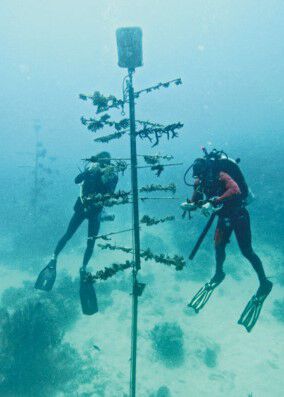 Oris' coral tree with scuba divers in the background